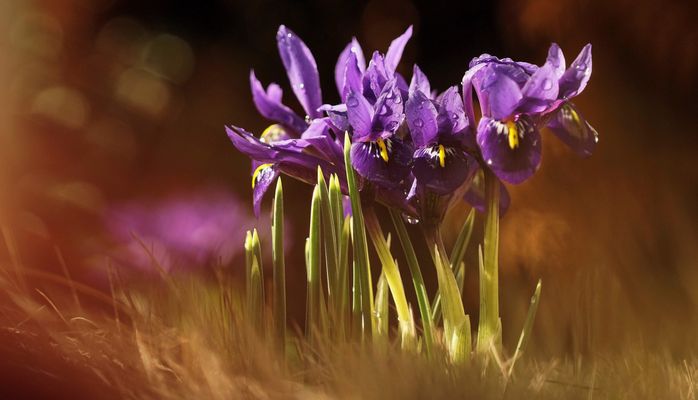 ....Frühlingsboten....