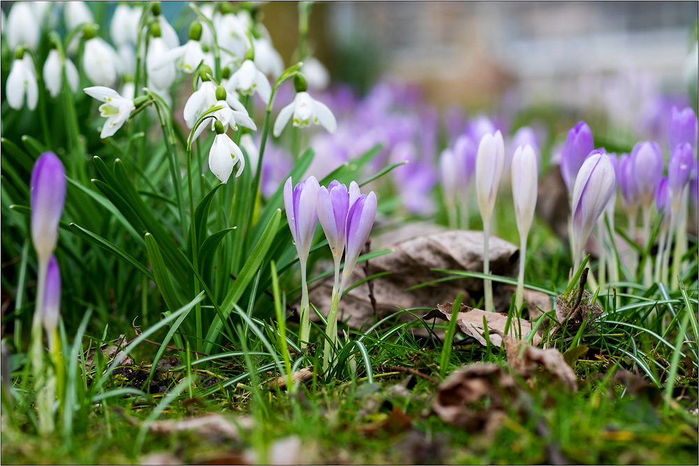 Frühlingsboten