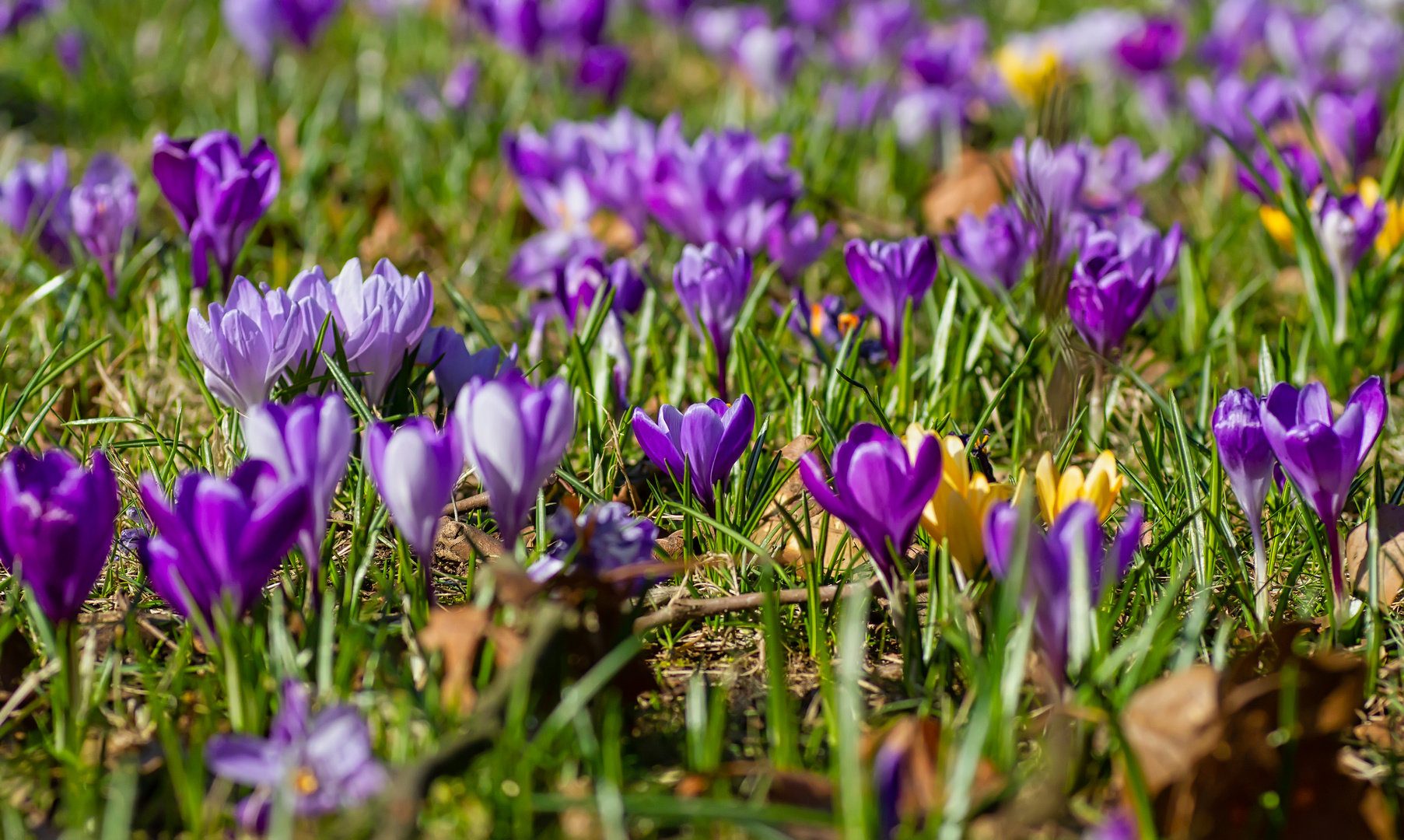 Frühlingsboten