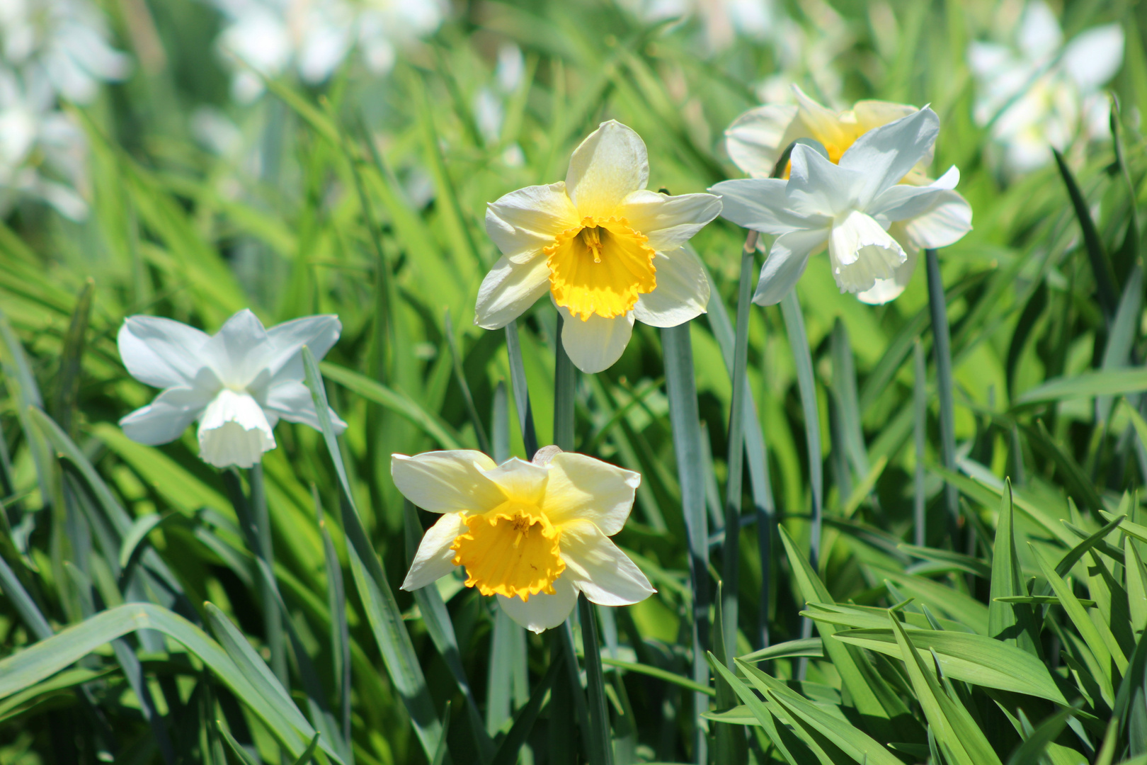 Frühlingsboten