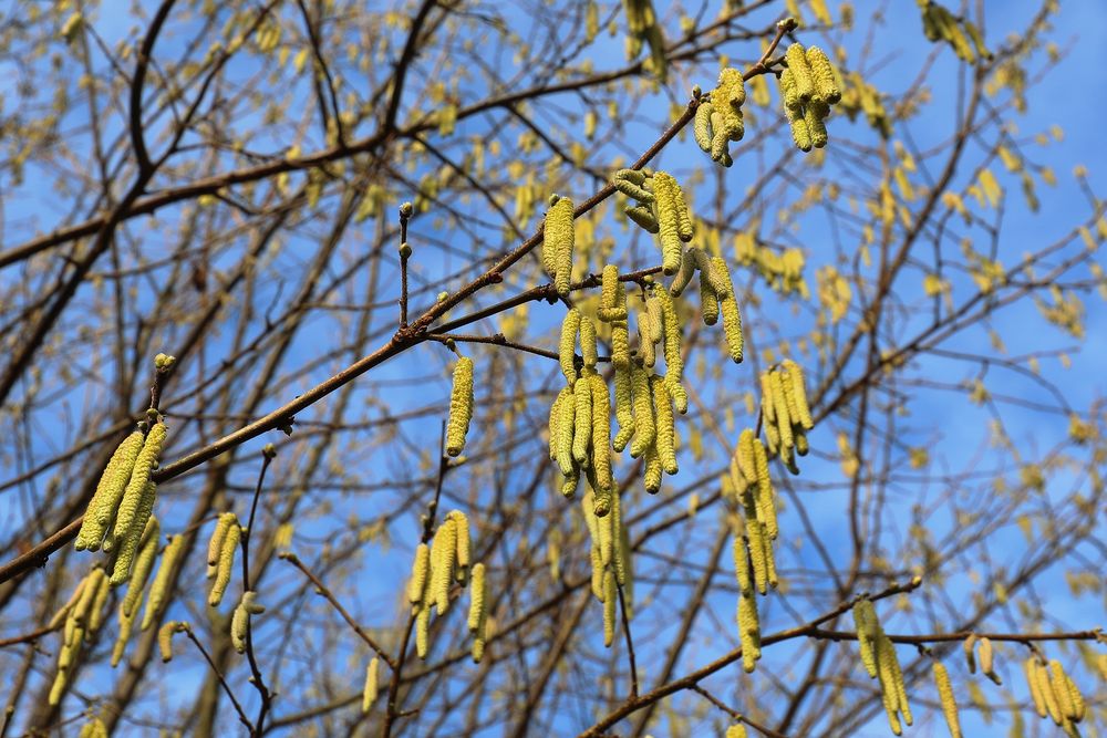 Frühlingsboten