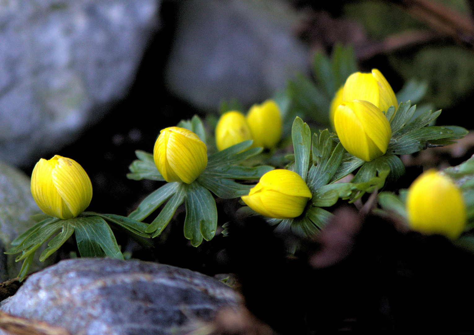 Frühlingsboten