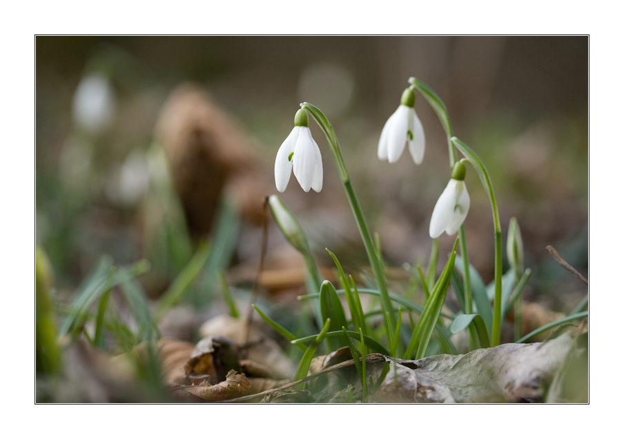 Frühlingsboten