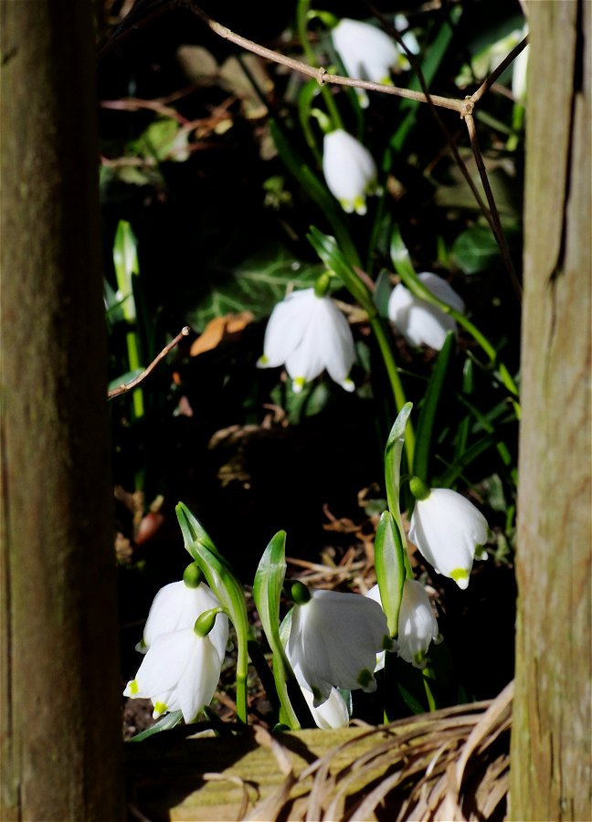 [Frühling(s).Bote(n)]