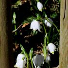 [Frühling(s).Bote(n)]