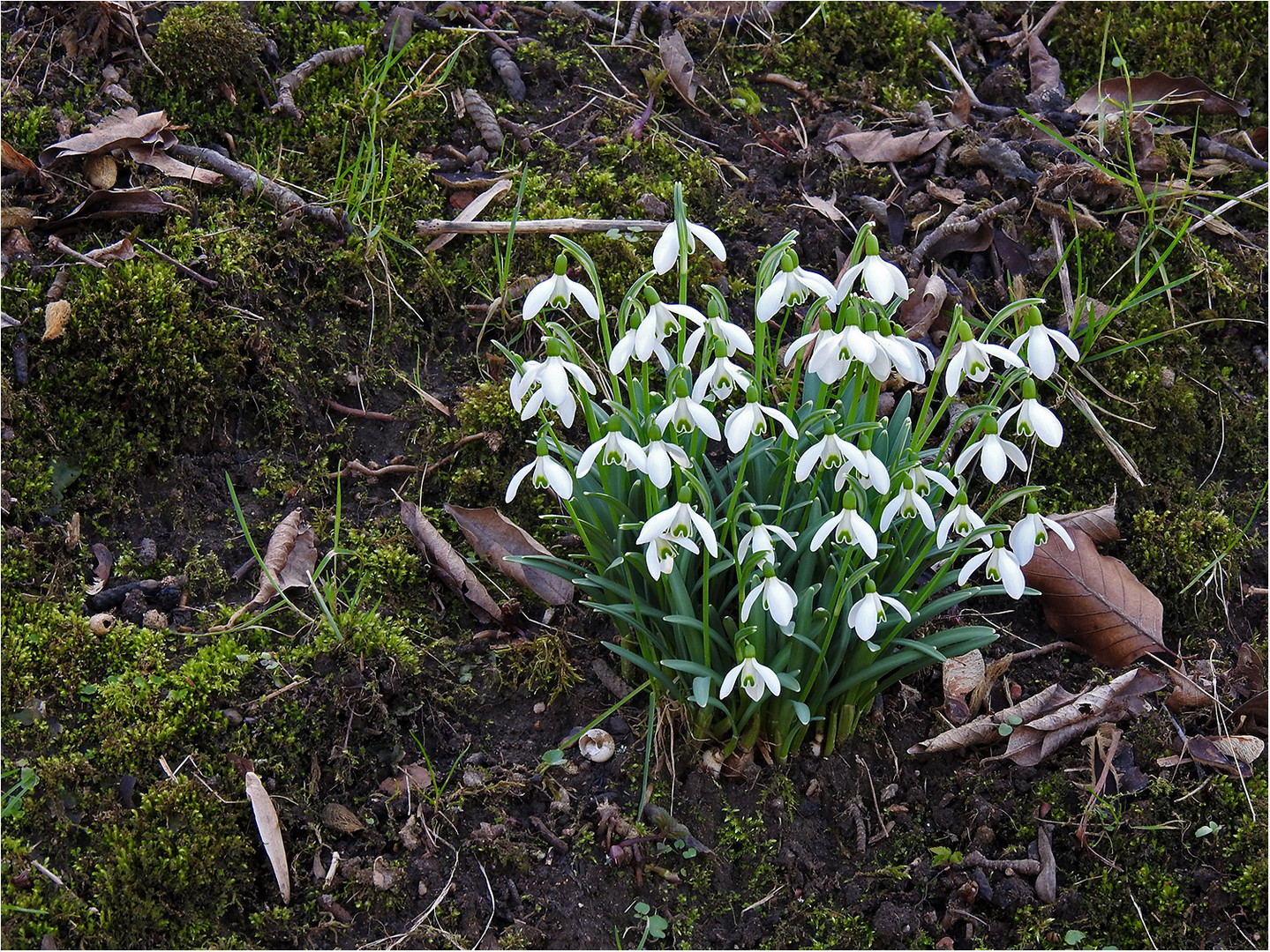 Frühlingsboten