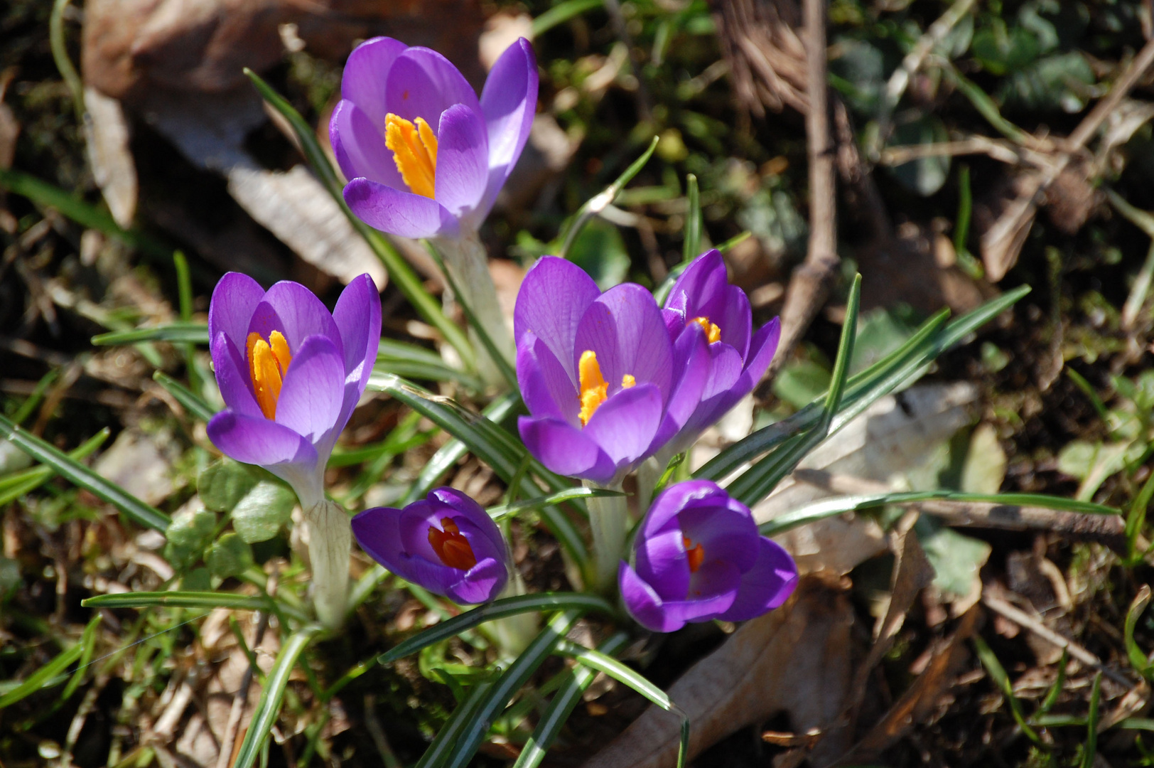 Frühlingsboten