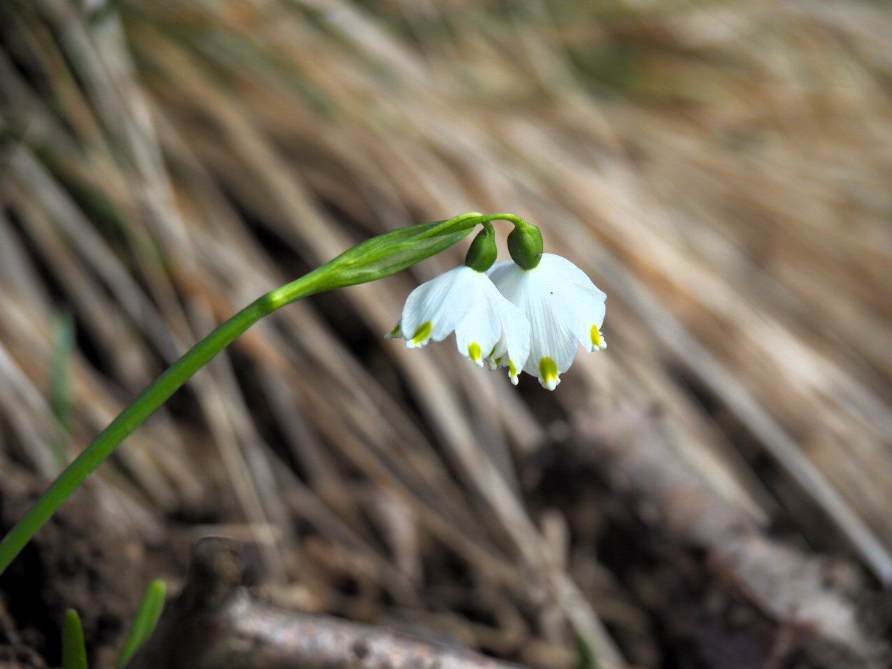 Frühlingsboten