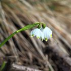 Frühlingsboten