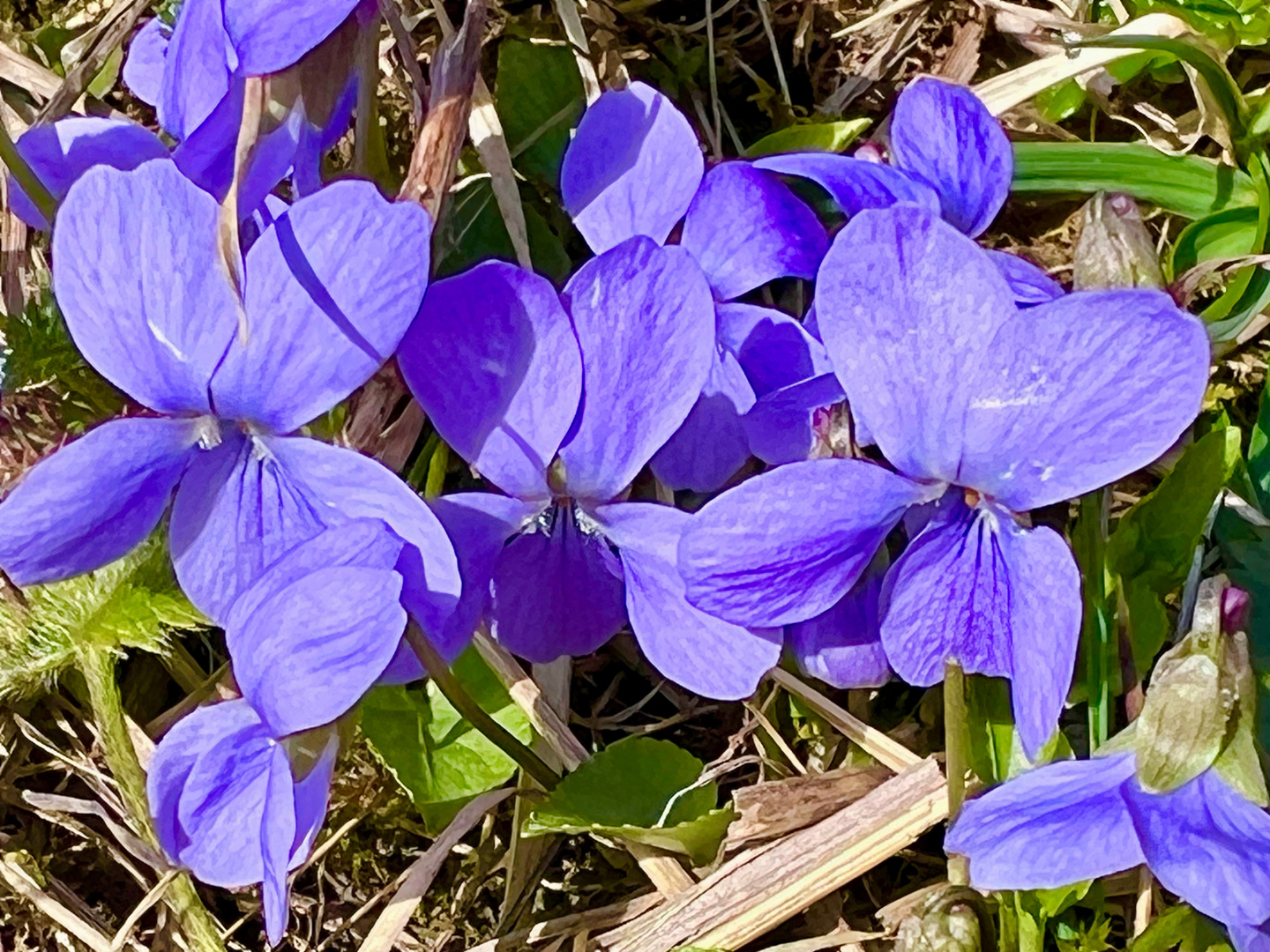 Frühlingsboten (behaartes Veilchen)