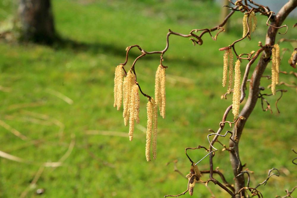 Frühlingsboten bei Aprilwetter