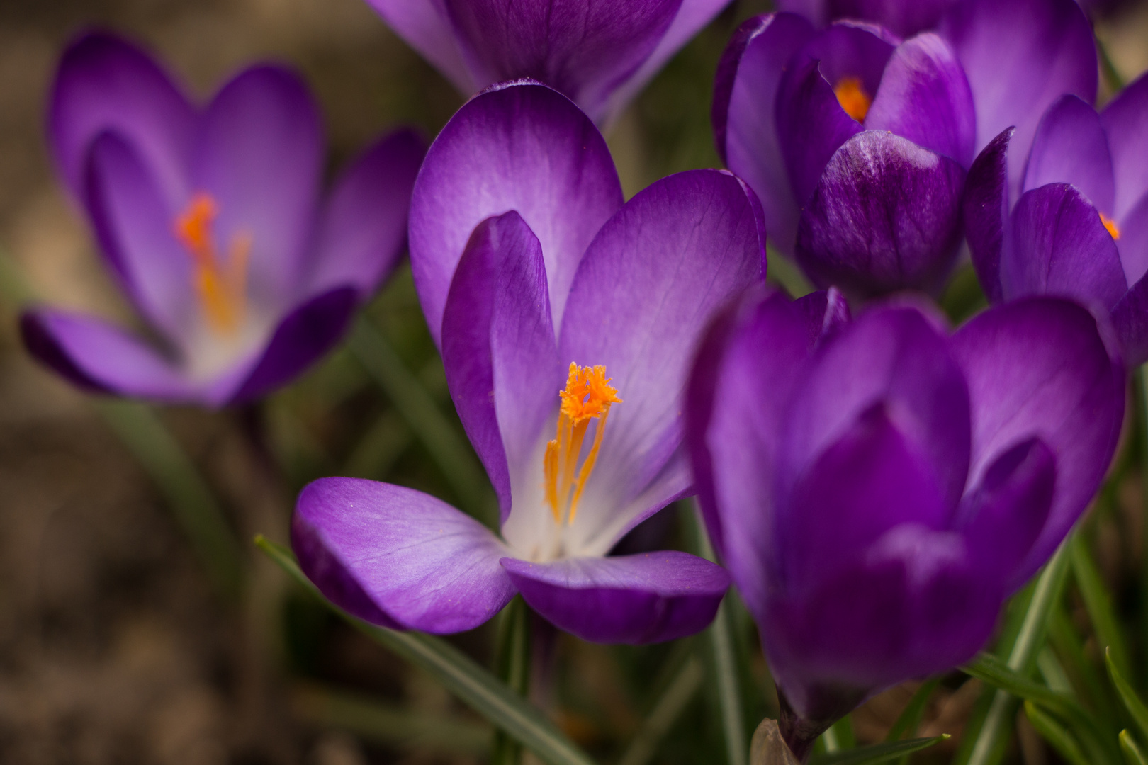 Frühlingsboten