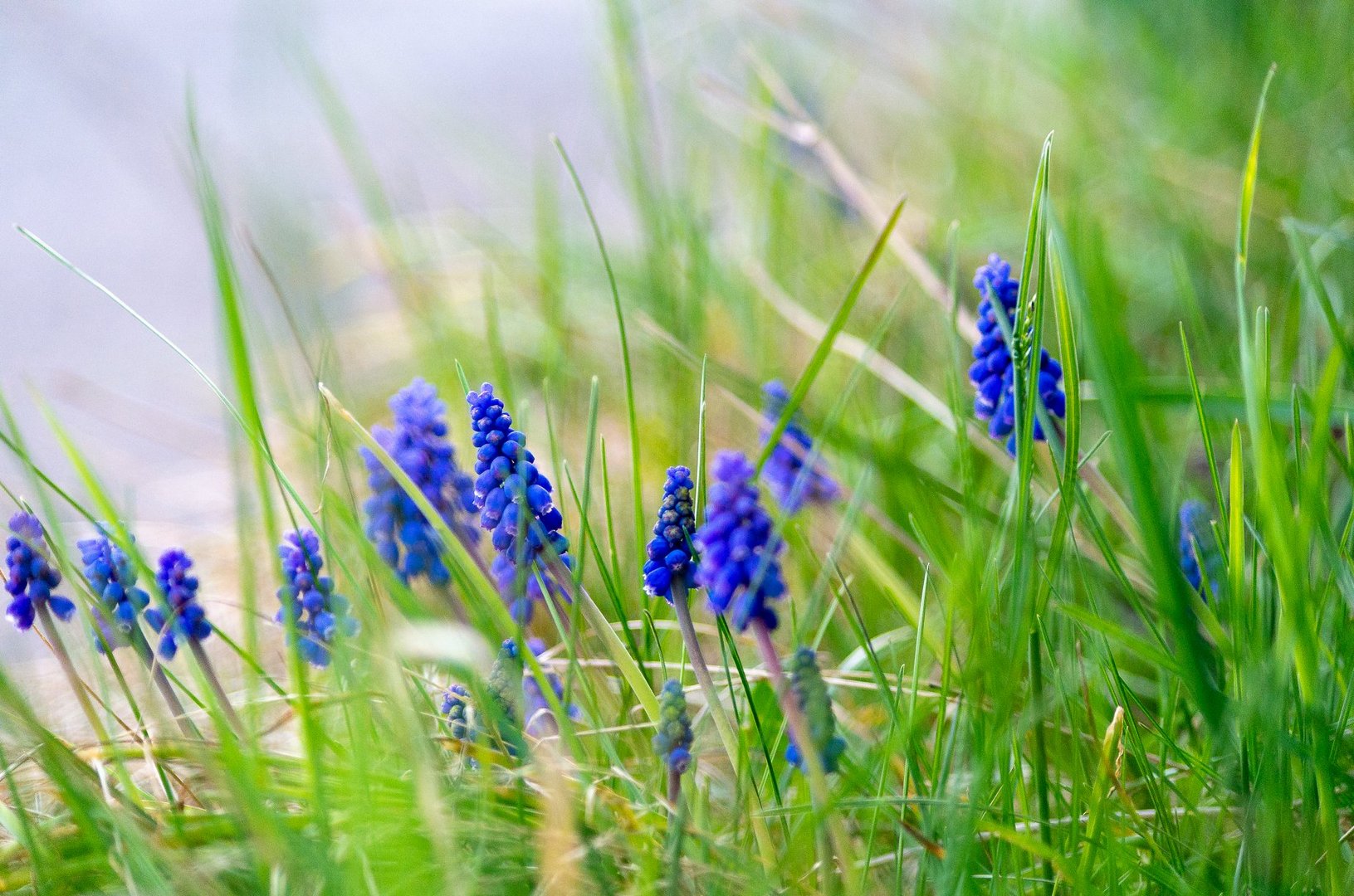 Frühlingsboten - blaue Traubenhyazinthen