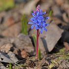 Frühlingsboten: Blausternchen und Honigbiene