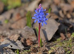Frühlingsboten: Blausternchen und Honigbiene