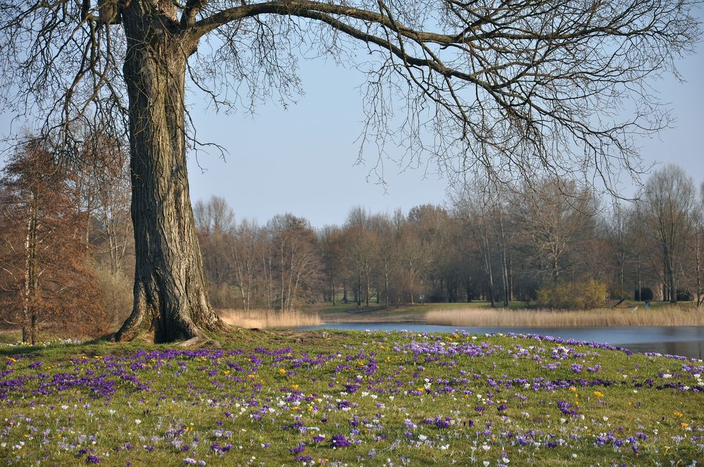 Frühlingsboten