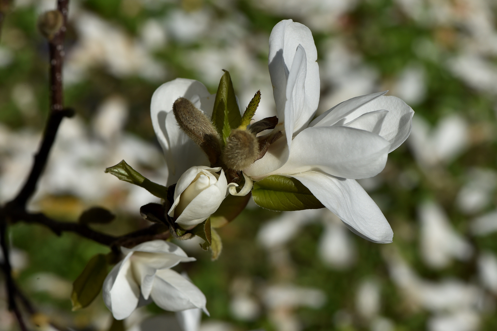 Frühlingsboten