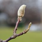 ..Frühlingsboten..