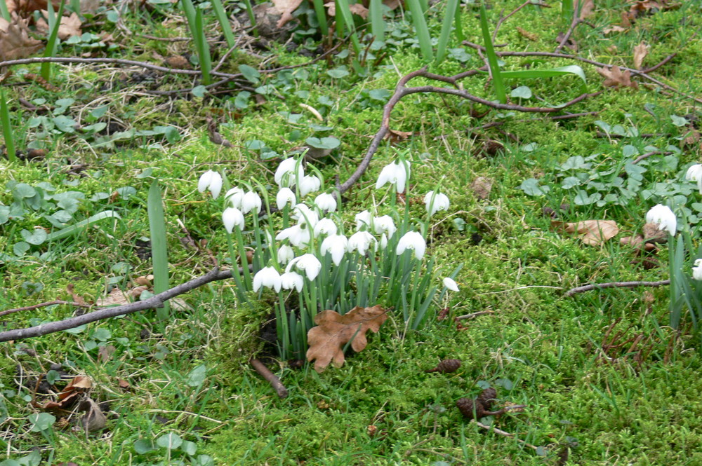 Frühlingsboten