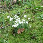 Frühlingsboten