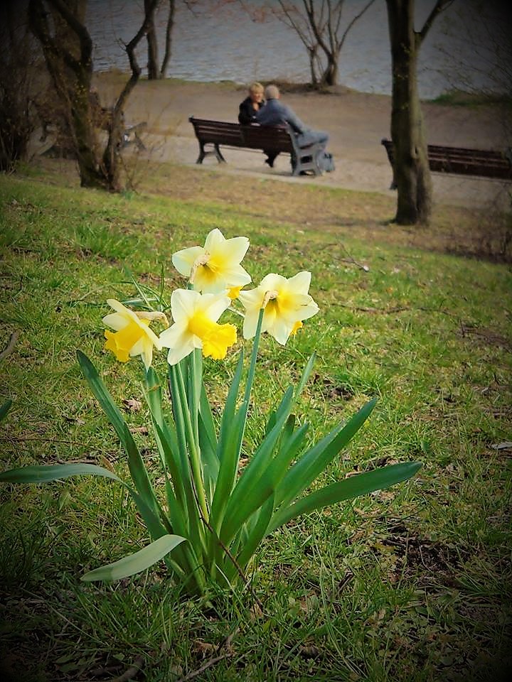 Frühlingsboten