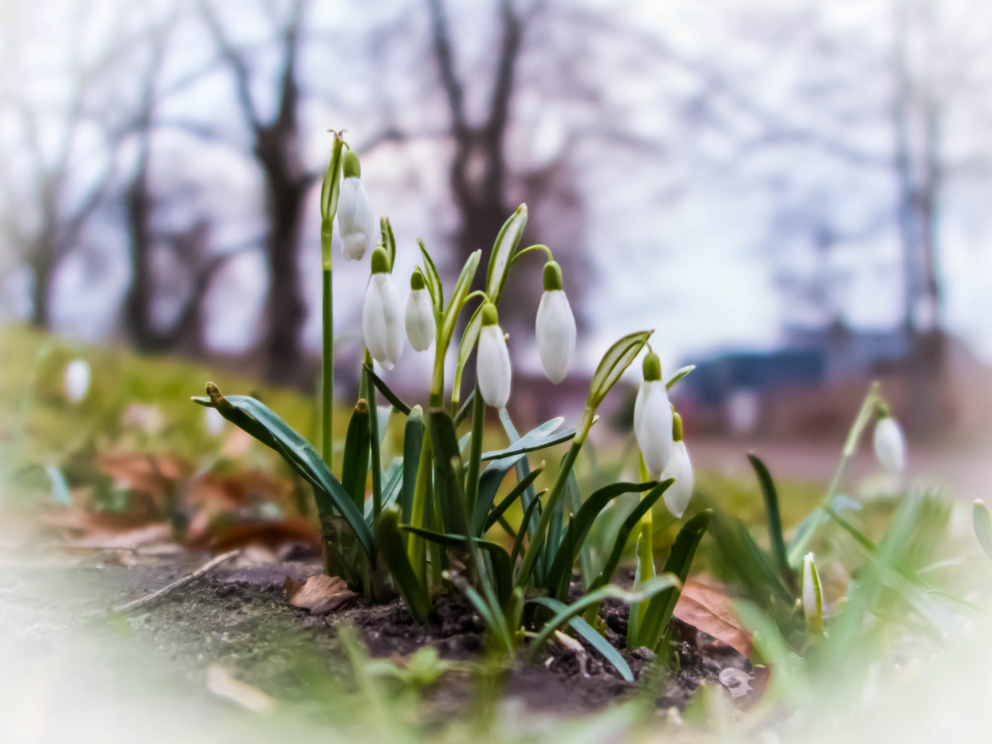 Frühlingsboten 