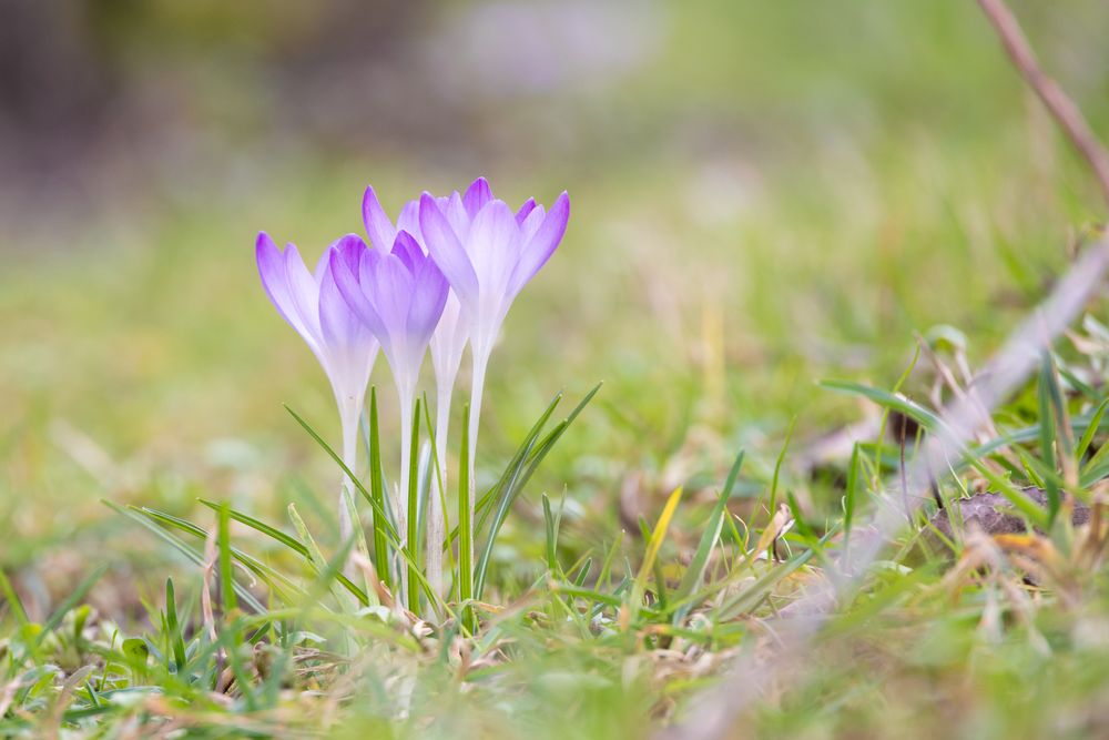 Frühlingsboten