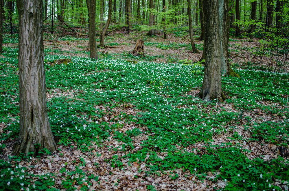 Frühlingsboten