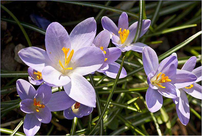 Frühlingsboten