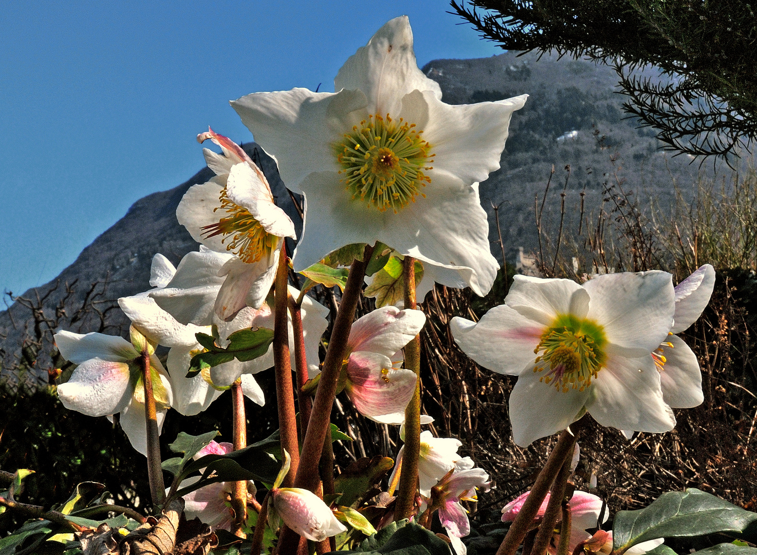 Frühlingsboten- Christrosen