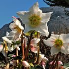 Frühlingsboten- Christrosen