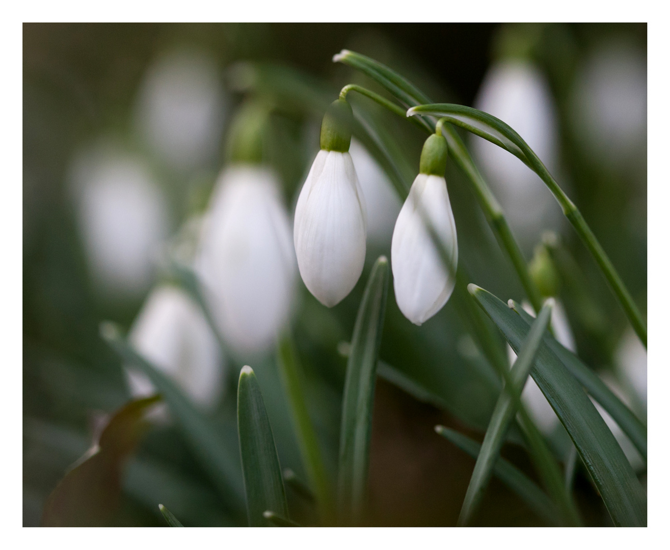 Frühlingsboten