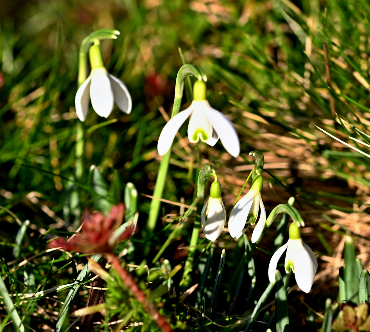 Frühlingsboten