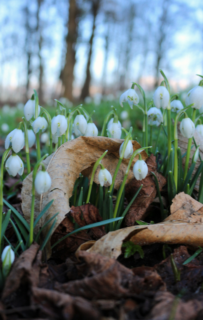 Frühlingsboten