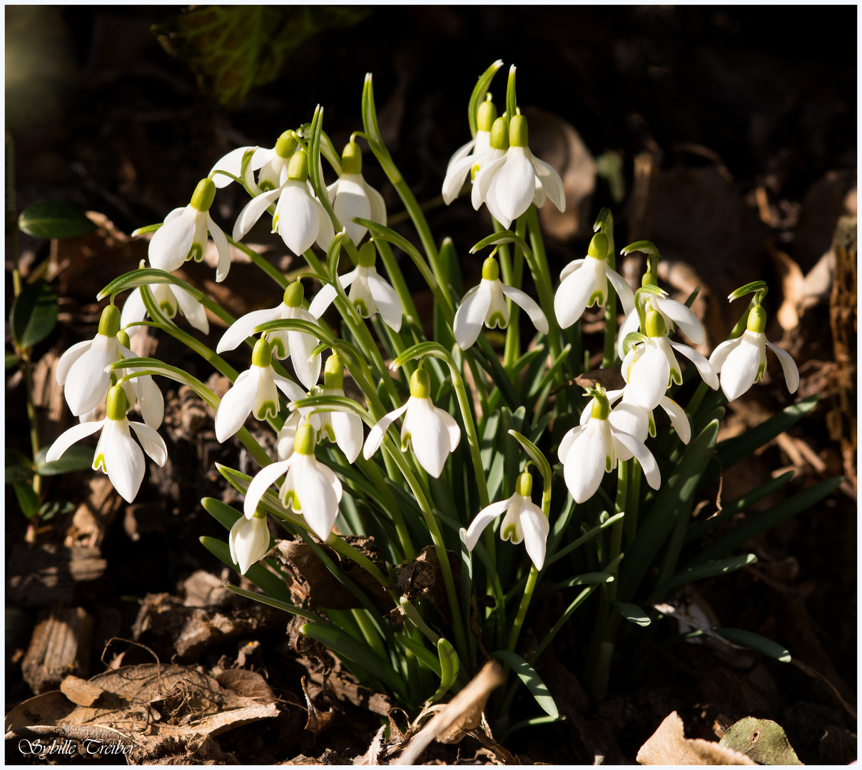 Frühlingsboten