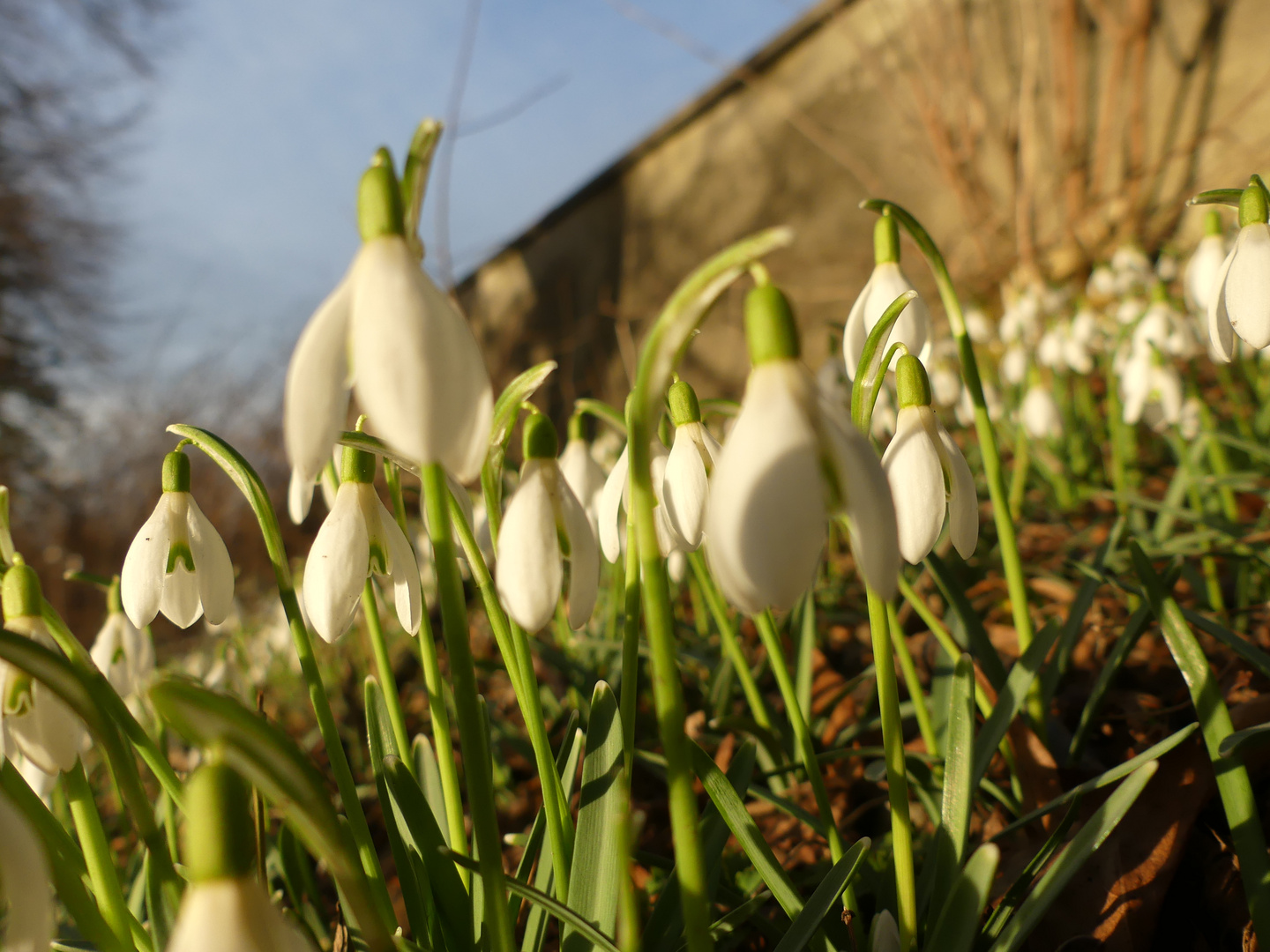 Frühlingsboten