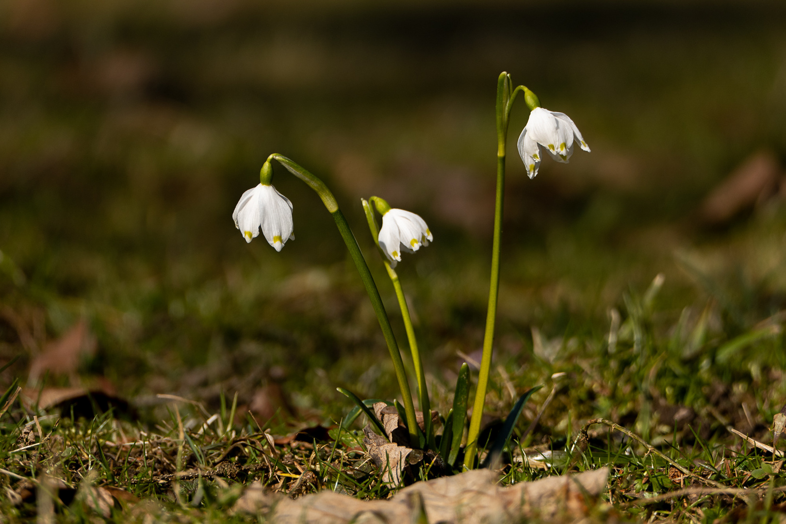 Frühlingsboten