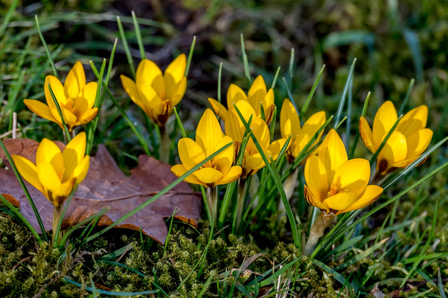 Frühlingsboten