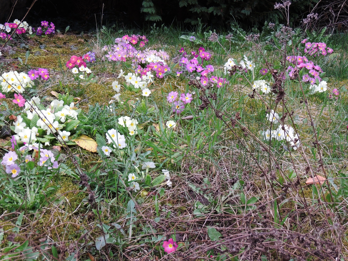 Frühlingsboten