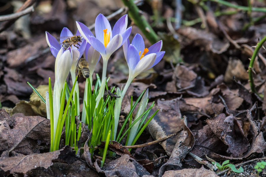 Frühlingsboten