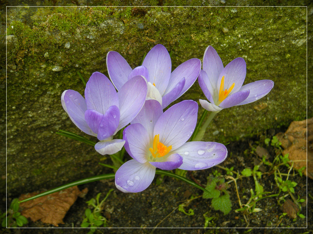 Frühlingsboten