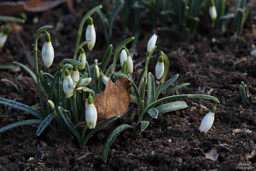 Frühlingsboten