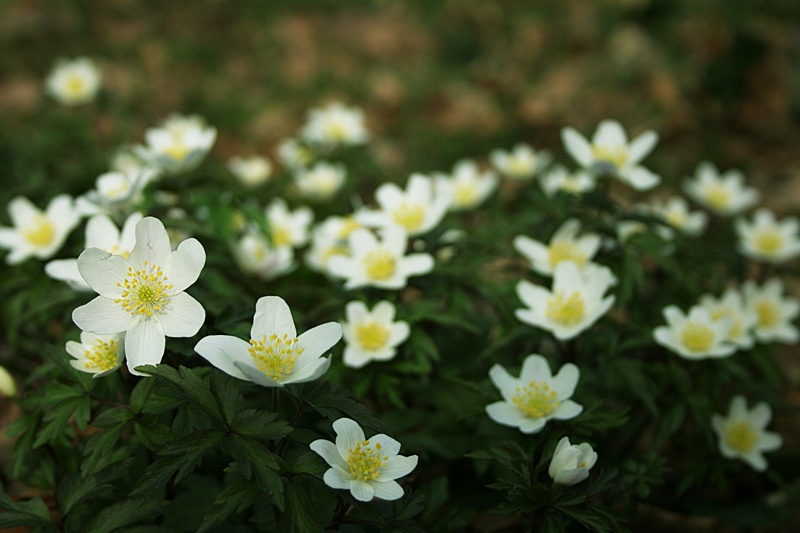 Frühlingsboten