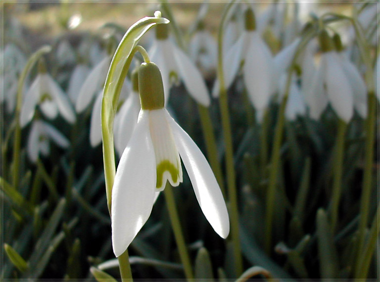 Frühlingsboten