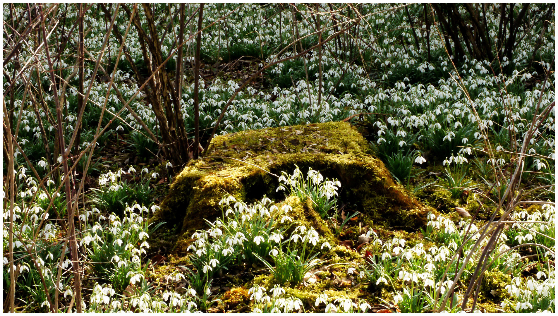 Frühlingsboten