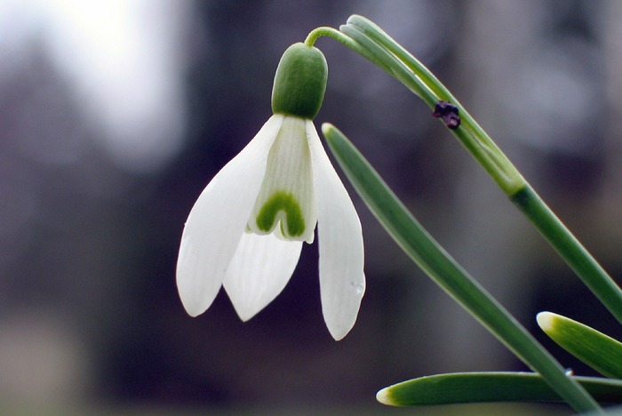 Frühlingsboten