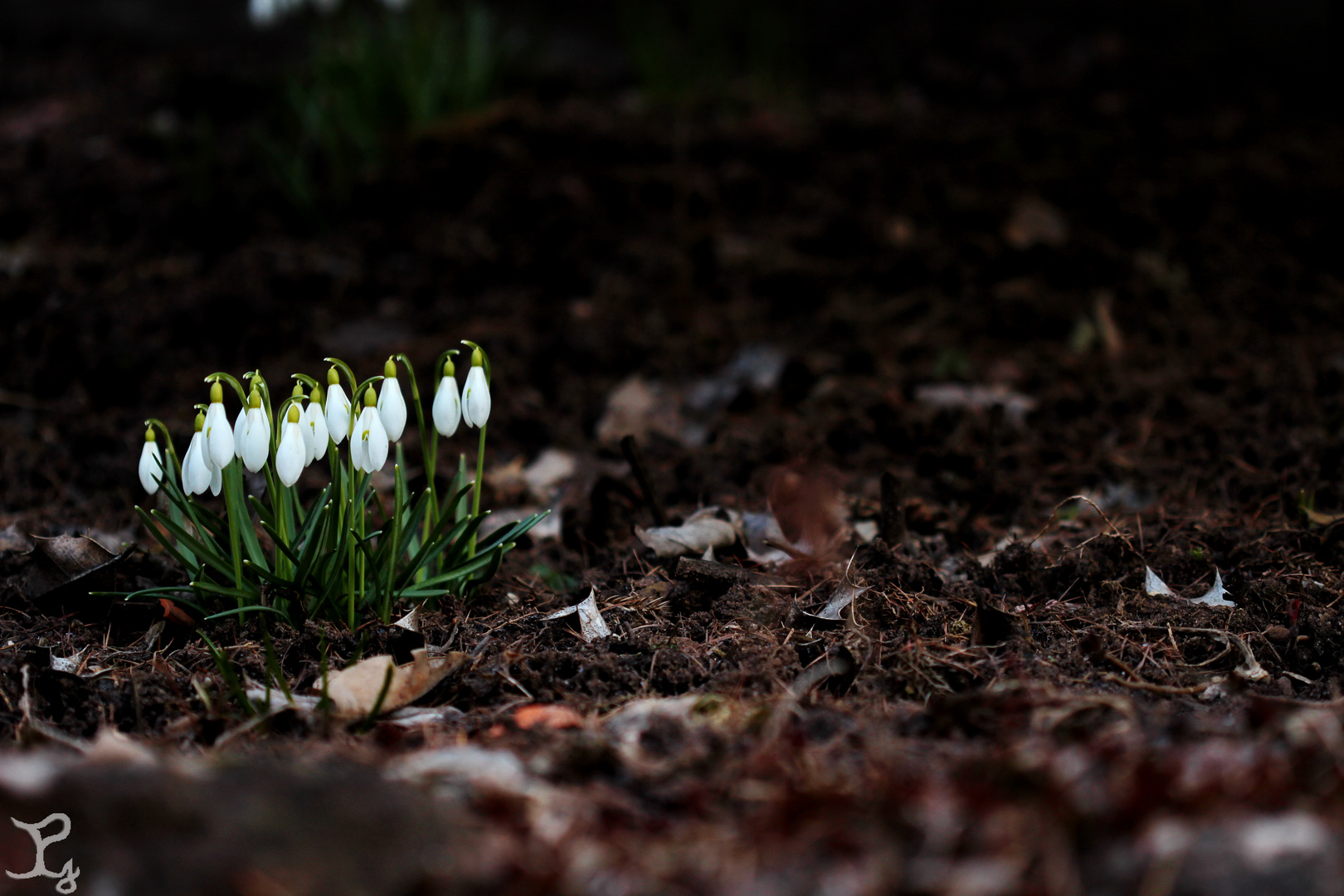 Frühlingsboten