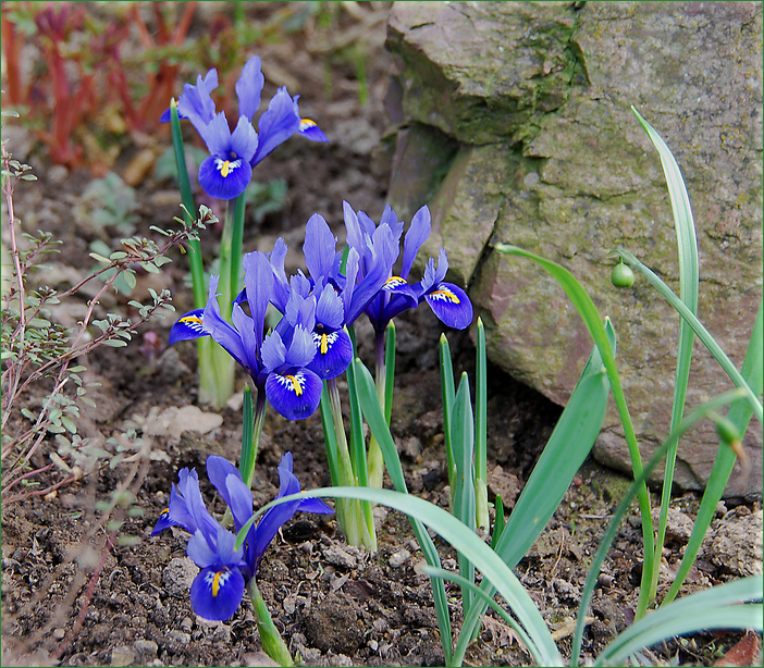 " Frühlingsboten "