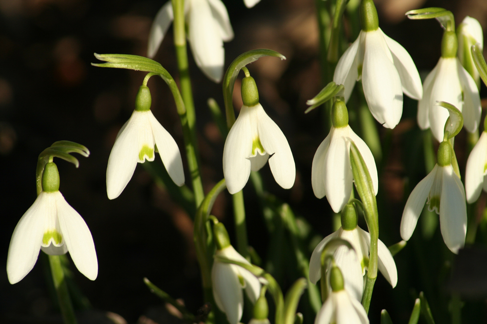 Frühlingsboten