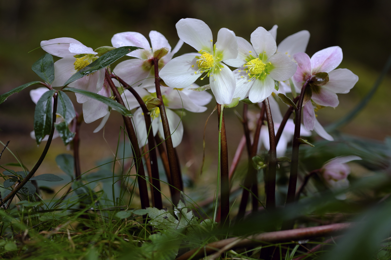 Frühlingsboten - DSF7057 